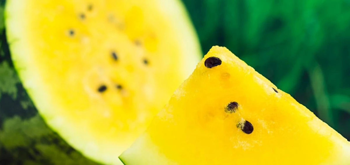 معلومات عن البطيخ الأصفر وفوائده الرهيبة