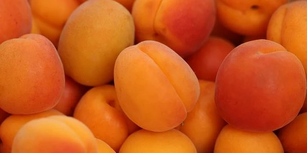 فوائد المشمش: القيم الغذائية للمشمش