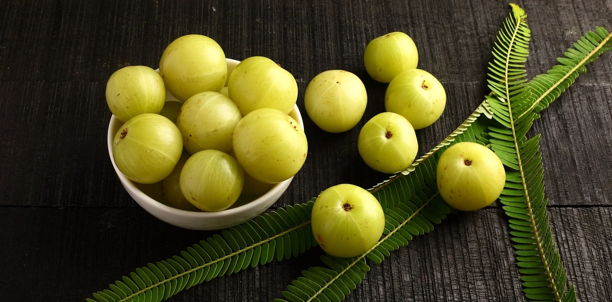 ما هي فوائد البمبر تعرف على أهم 3 فوائد