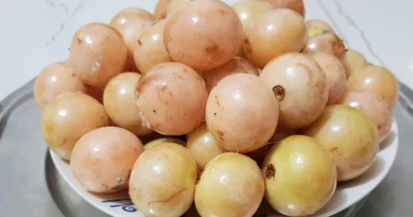 نبات البمبر
