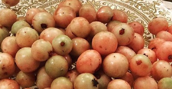 ما هي فوائد البمبر تعرف على أهم 3 فوائد