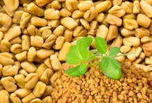فوائد وأضرار الحلبة