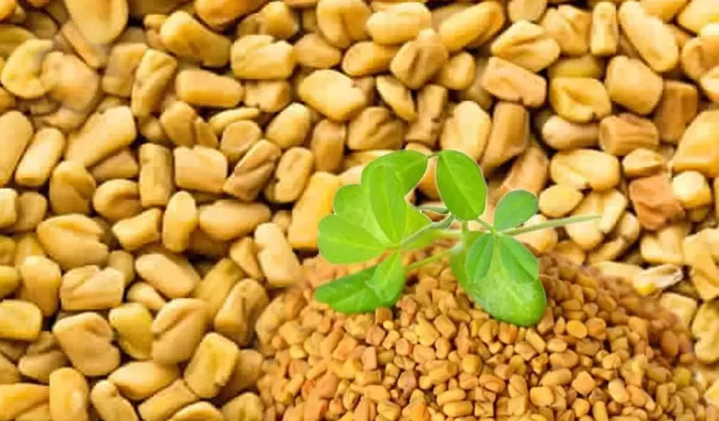 فوائد وأضرار الحلبة