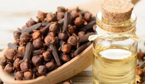 ما هي فوائد وأضرار القرنفل الصحية