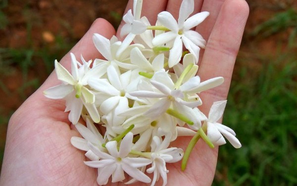 صور خلفيات ورود الياسمين