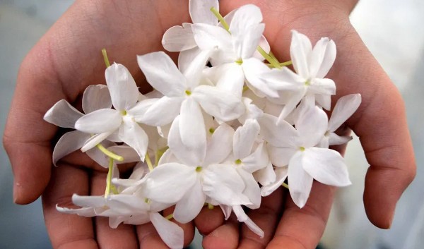 صور خلفيات ورود الياسمين
