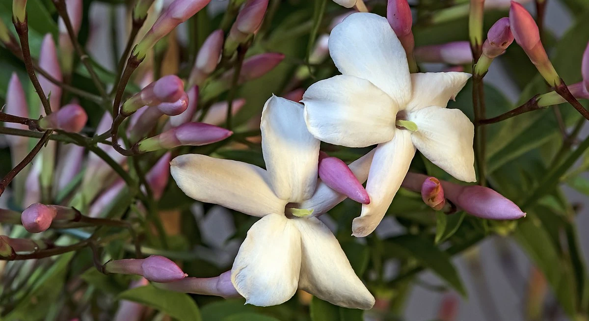 صور خلفيات ورود الياسمين