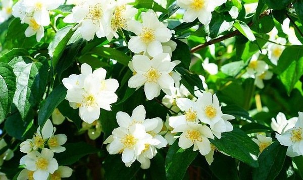 صور خلفيات ورود الياسمين