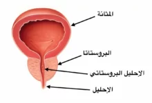 غدة البروستات