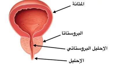 غدة البروستات