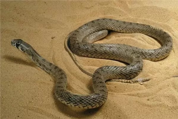 رؤية الثعبان في المنام