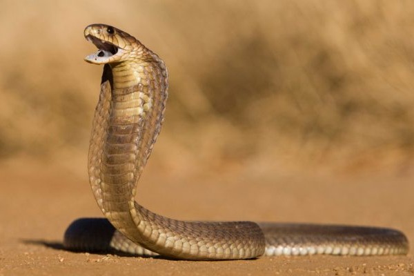 رؤية الثعبان في المنام