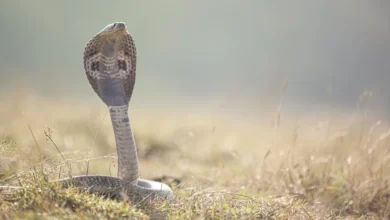 تفسير رؤية الثعبان في المنام