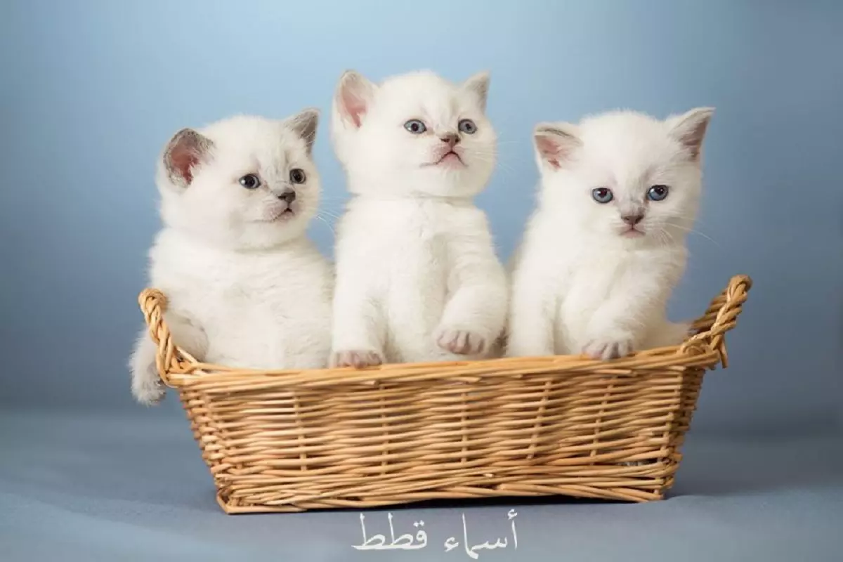 اسماء قطط ملكية