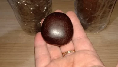 عشبة قرص القمر
