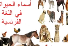 أسماء الحيوانات في اللغة الفرنسية