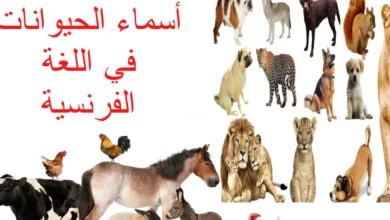 أسماء الحيوانات في اللغة الفرنسية