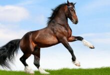 معلومات عن الخيول
