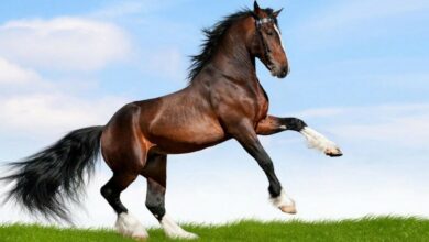 معلومات عن الخيول