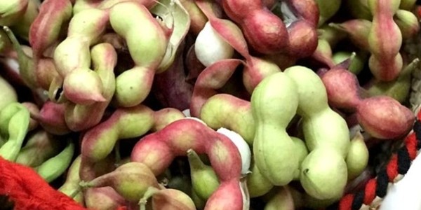 فوائد اللوز الهندي للجسم والبشرة والشعر
