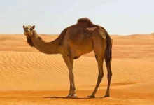 معلومات غريبة عن الإبل