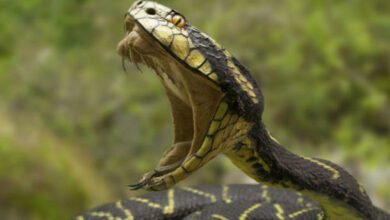 هل ينتقم الثعبان من قاتله ؟ 3 هل ينتقم الثعبان من قاتله