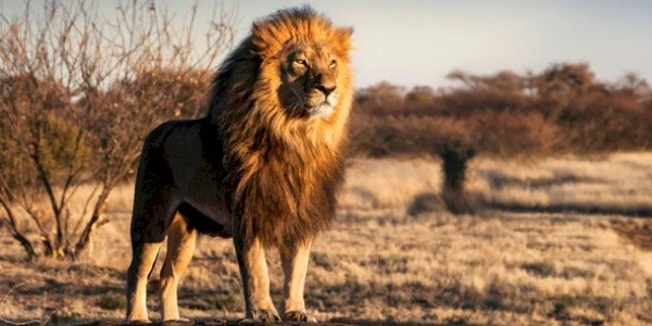 تفسير رؤية الأسد في المنام