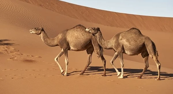 تفسير حلم الجمل في المنام