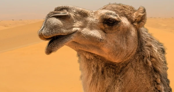 تفسير حلم الجمل في المنام