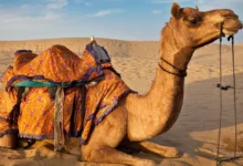 تفسير حلم الجمل في المنام