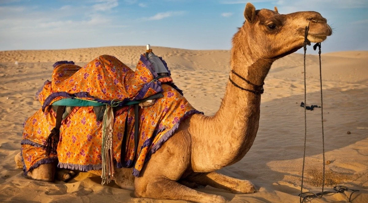 تفسير حلم الجمل في المنام