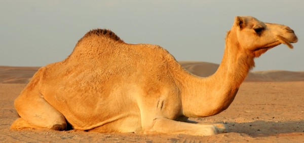 تفسير حلم الجمل في المنام