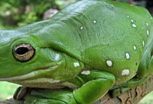 تفسير حلم الضفدع بالمنام 26 تفسير حلم الضفدع