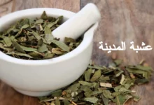 فوائد عشبة المدينة