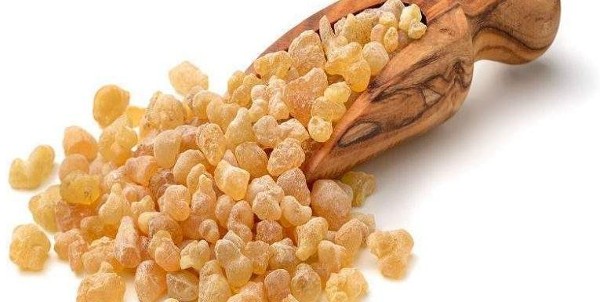 أهم فوائد لبان الذكر