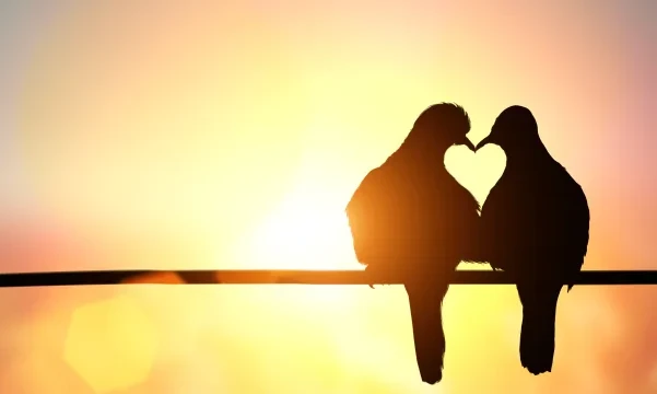 شعر عن الحب