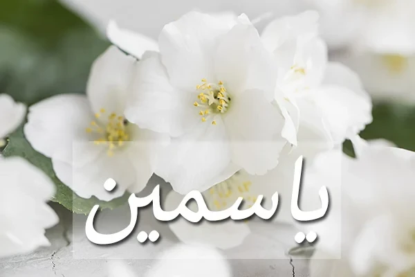 اسم ياسمين
