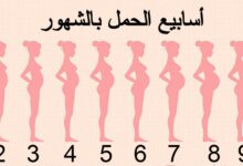 أسابيع الحمل