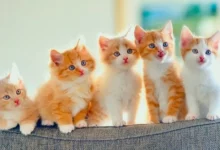 صور قطط