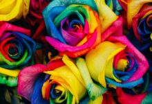 أجمل صور ورد طبيعي زاهي ومميز 51 صور ورد