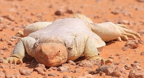 تفسير حلم الضب في المنام 2 تفسير رؤية الضب في المنام