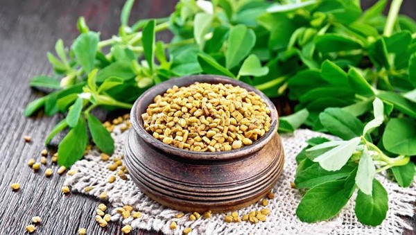 فوائد الحلبة للرجال