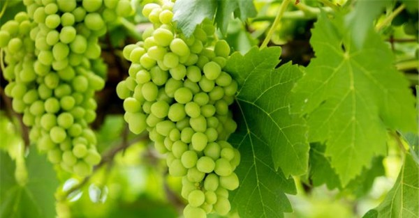 فوائد العنب الاخضر