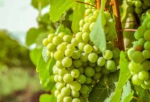 فوائد العنب الاخضر