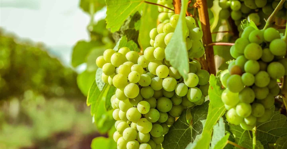 فوائد العنب الاخضر