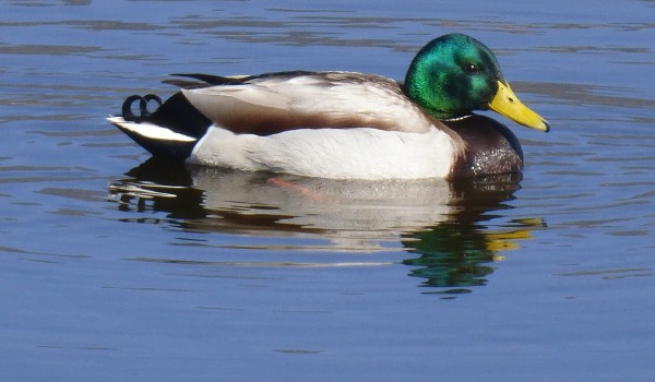 طائر الوز