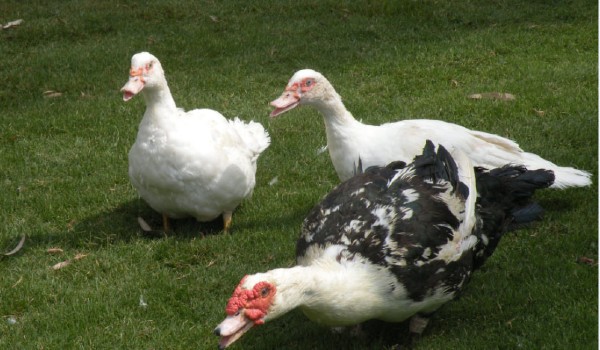 طائر الوز