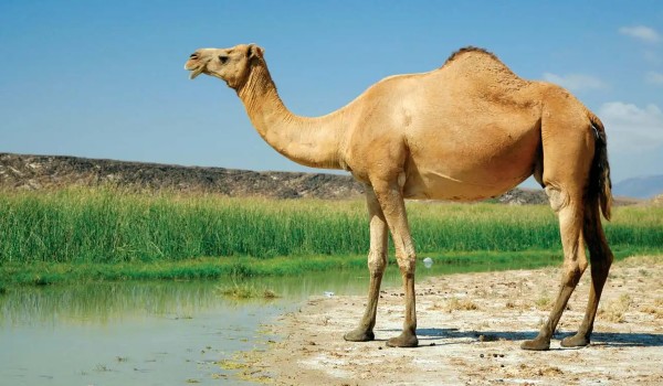 معلومات عن الجمل