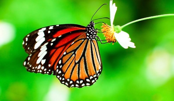 أنواع الفراشات