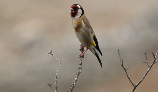 معلومات عن طائر الحسون